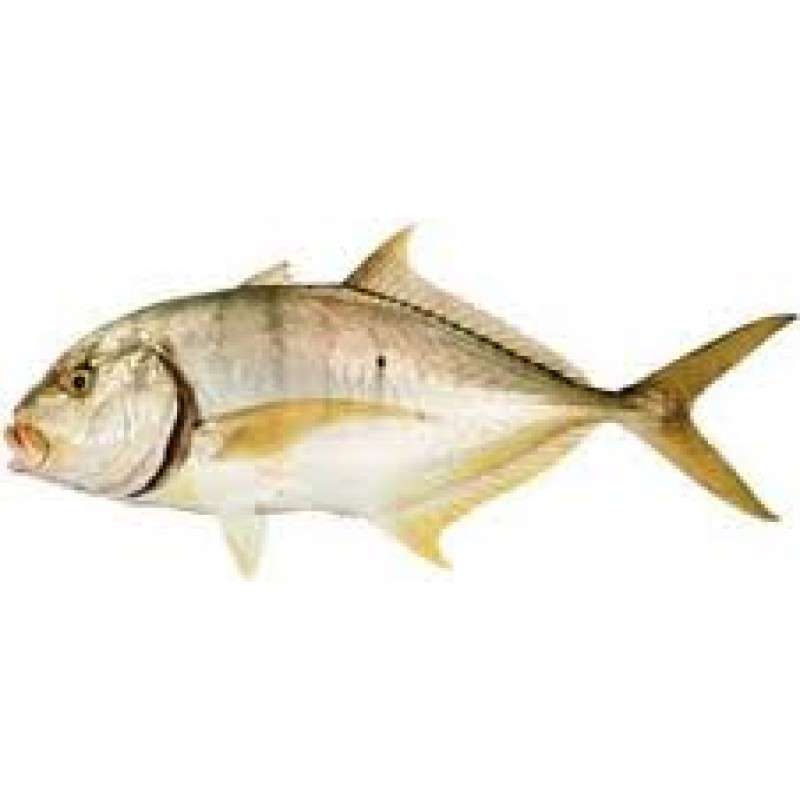 Каранкс рыба ( фото) - фото - картинки и рисунки: скачать бесплатно