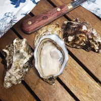 Устрица Amulette (Амулет) от Ostra Regal