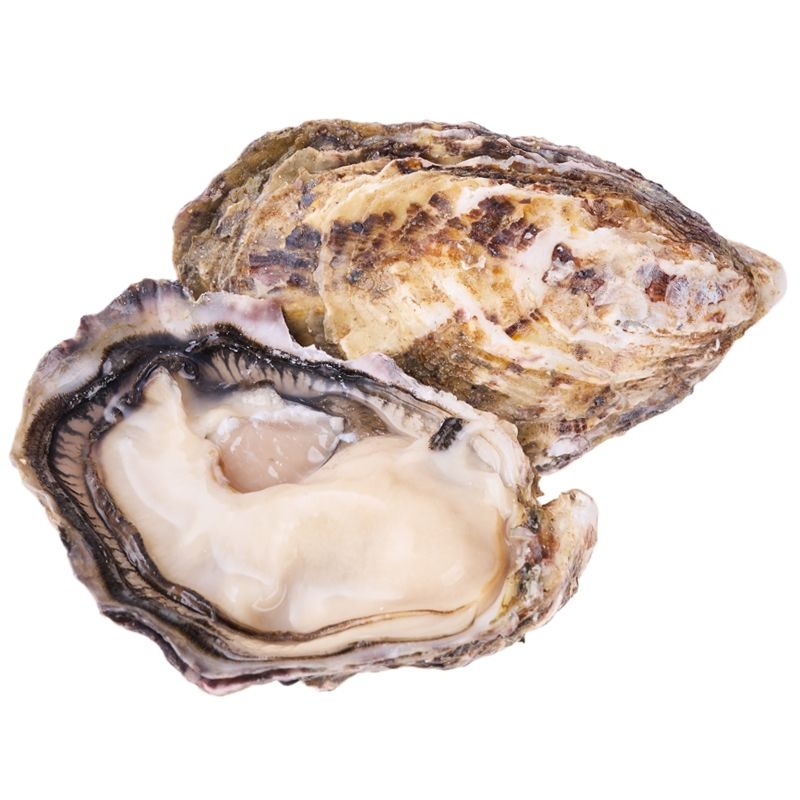 Устрица Моари (Moari), Южная Корея