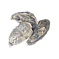 Устрица Розовая Джоли, Намибия