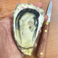 Устрица Сайон (Южная Корея)