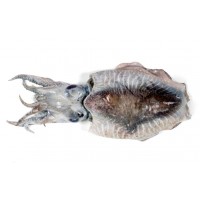 Каракатица свежемороженая 40-60 шт/кг